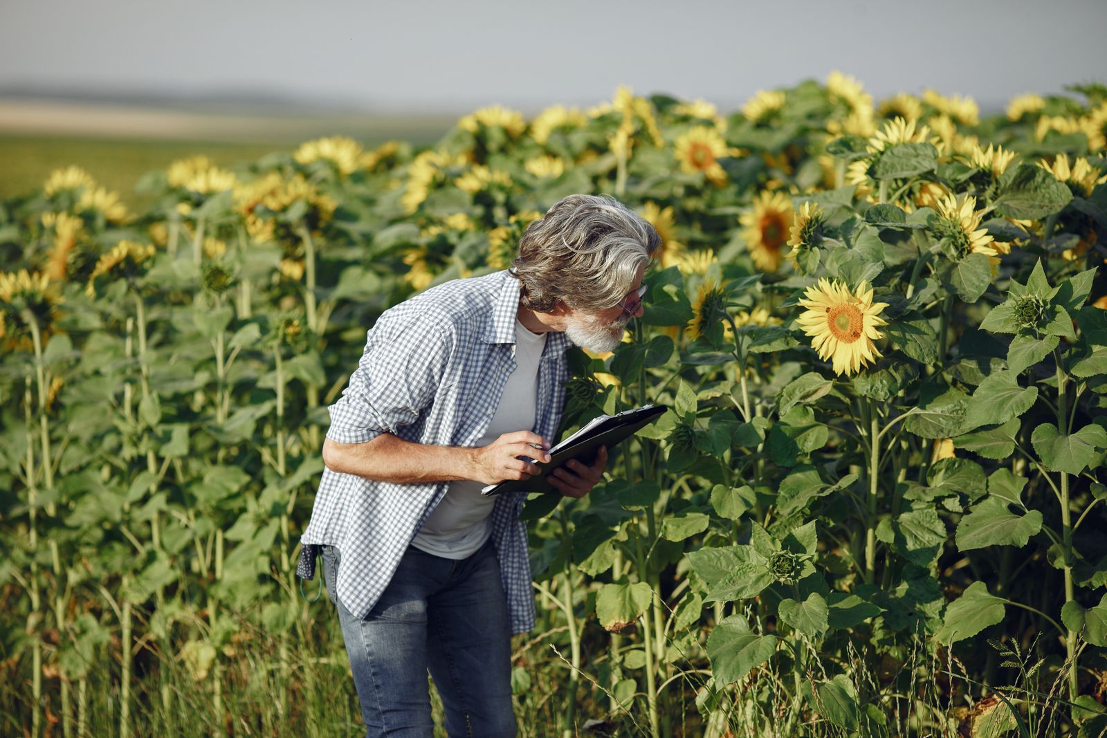 Consultor com prancheta inspecionando plantas em campo agrícola